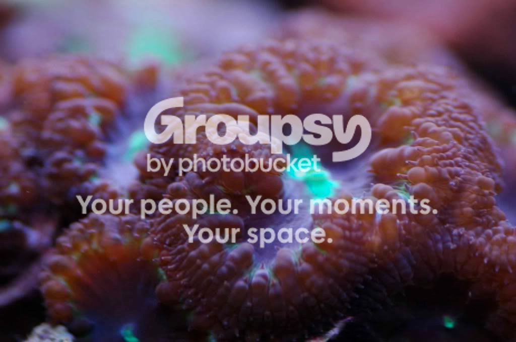 [TodoMarino.com] Coral, Coral...coral Reef - Impresionante Llegada -