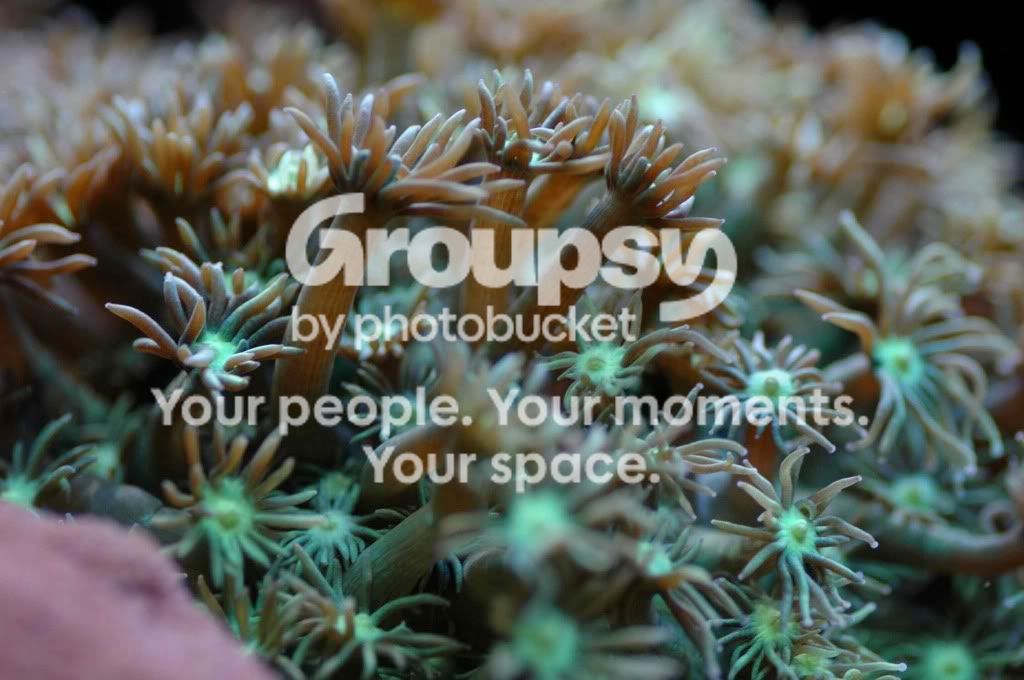 [TodoMarino.com] Coral, Coral...coral Reef - Impresionante Llegada -