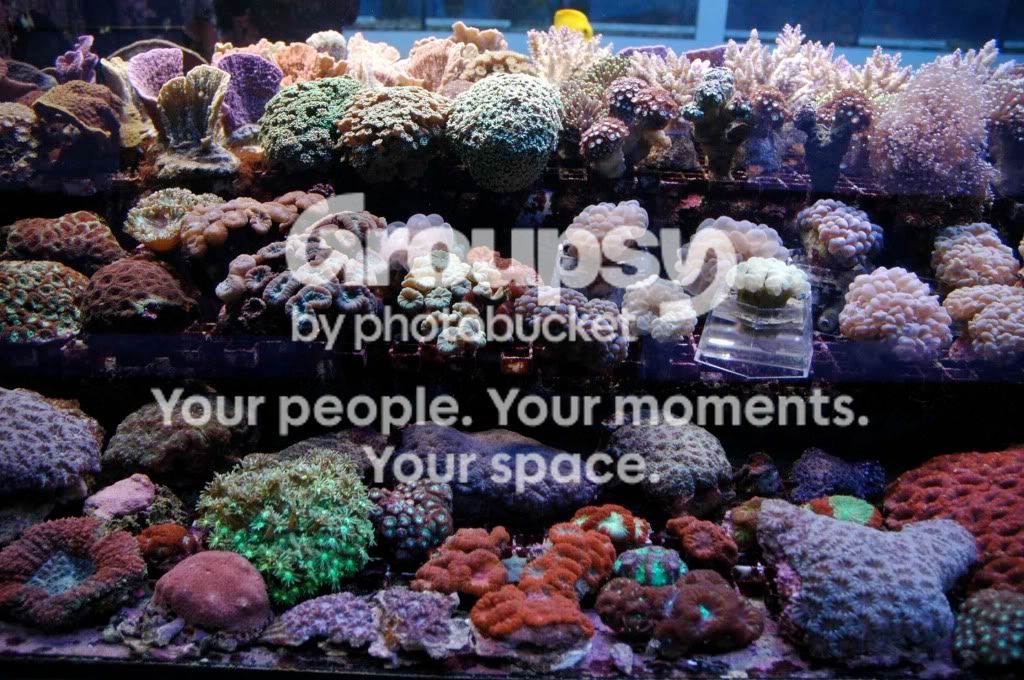 [TodoMarino.com] Coral, Coral...coral Reef - Impresionante Llegada -