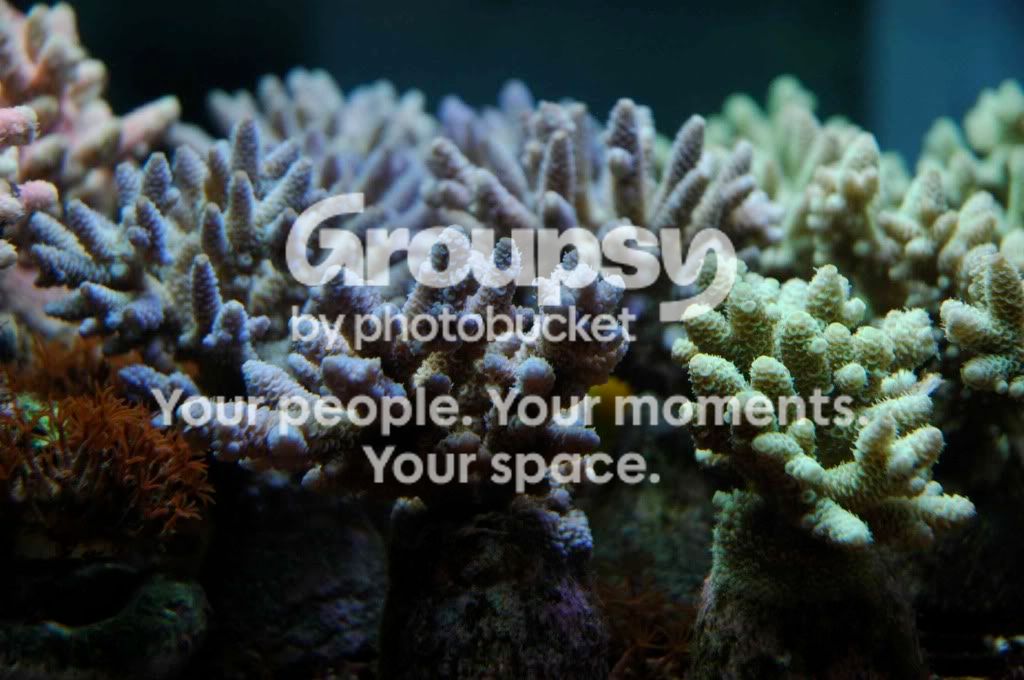 [TodoMarino.com] Coral, Coral...coral Reef - Impresionante Llegada -