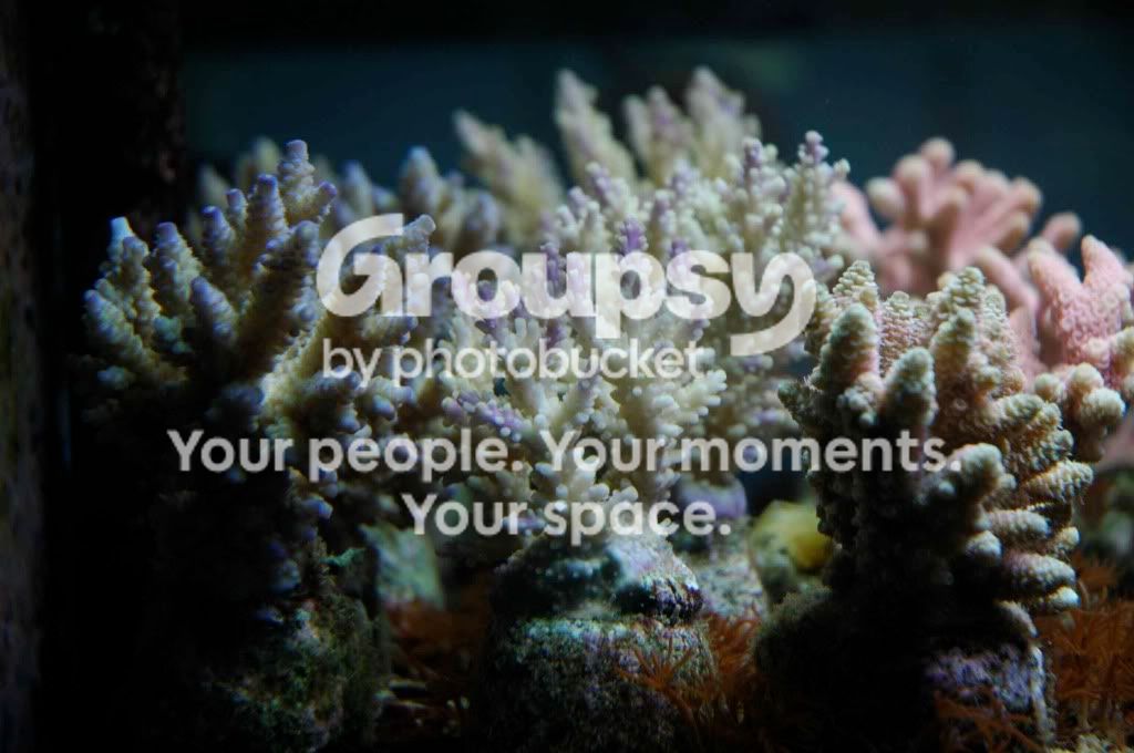 [TodoMarino.com] Coral, Coral...coral Reef - Impresionante Llegada -
