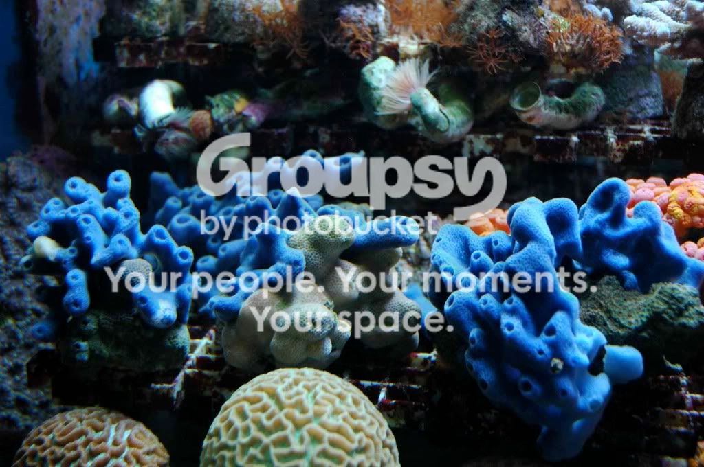 [TodoMarino.com] Coral, Coral...coral Reef - Impresionante Llegada -