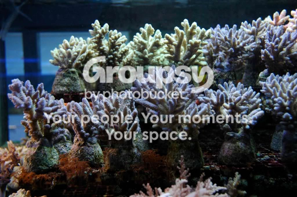 [TodoMarino.com] Coral, Coral...coral Reef - Impresionante Llegada -