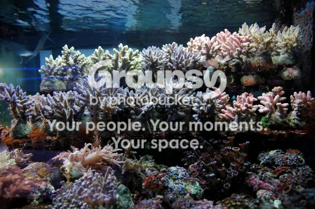 [TodoMarino.com] Coral, Coral...coral Reef - Impresionante Llegada -