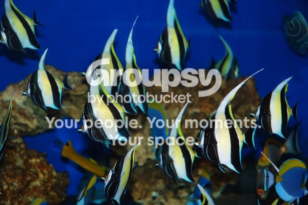 [TodoMarino.com] Coral, Coral, Coral....CORAL REEF BARCELONA - Nuevos animales -