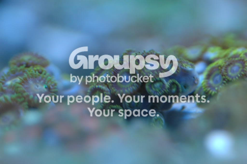 [TodoMarino.com] Zoanthus, Zoanthus....en CORAL REEF