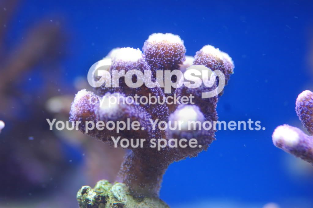 [TodoMarino.com] Coral, Coral, Coral....CORAL REEF - Avance llegada -