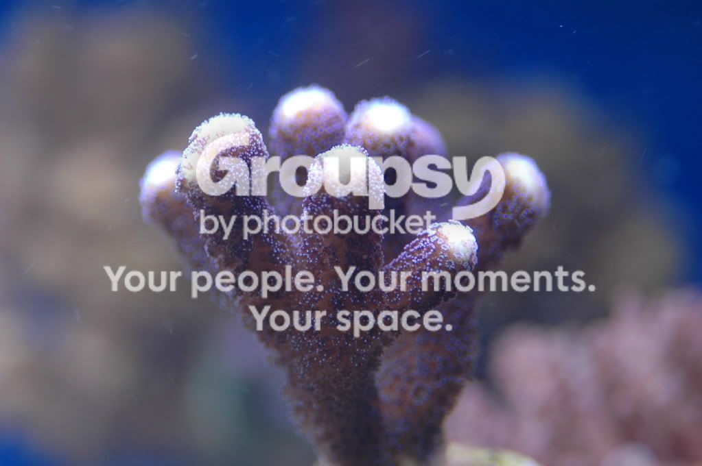 [TodoMarino.com] Coral, Coral, Coral....CORAL REEF - Avance llegada -