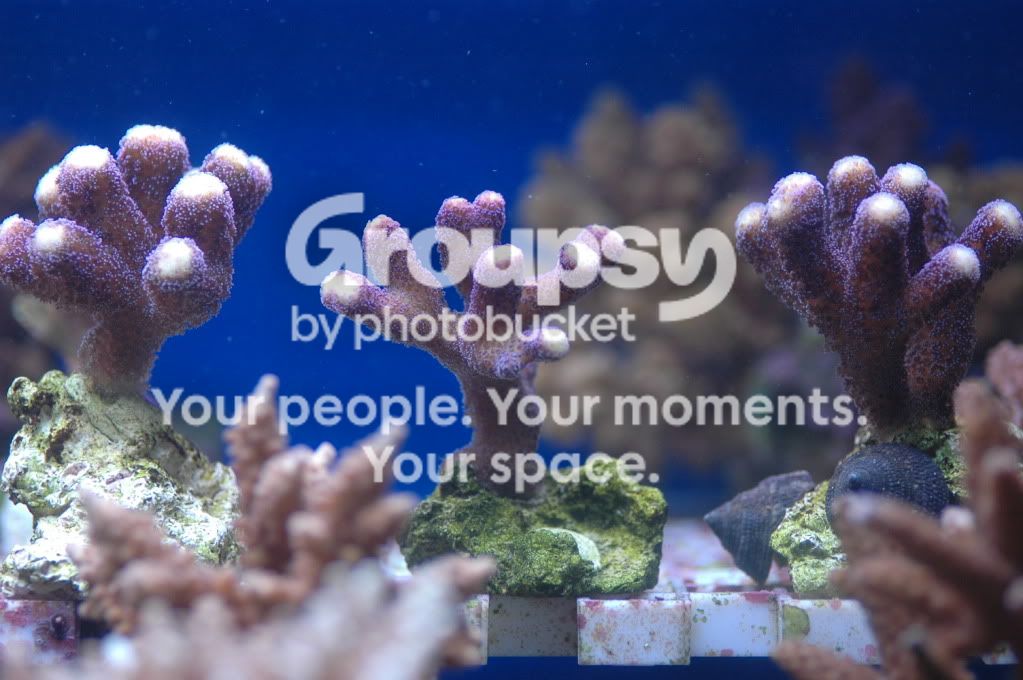[TodoMarino.com] Coral, Coral, Coral....CORAL REEF - Avance llegada -