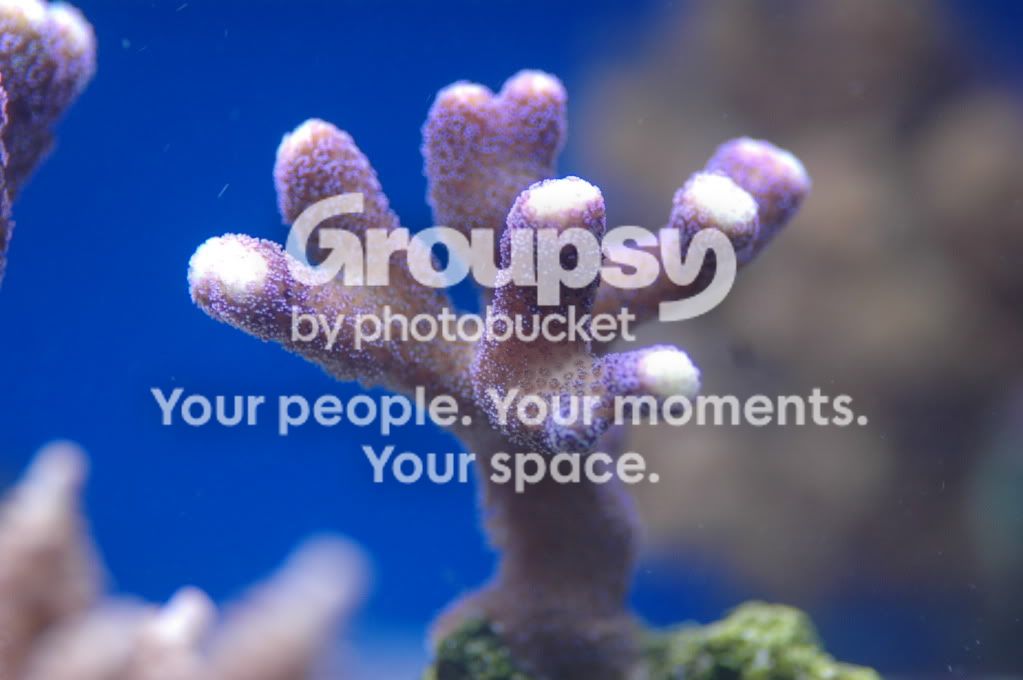 [TodoMarino.com] Coral, Coral, Coral....CORAL REEF - Avance llegada -