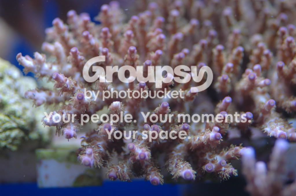 [TodoMarino.com] Coral, Coral, Coral....CORAL REEF - Avance llegada -