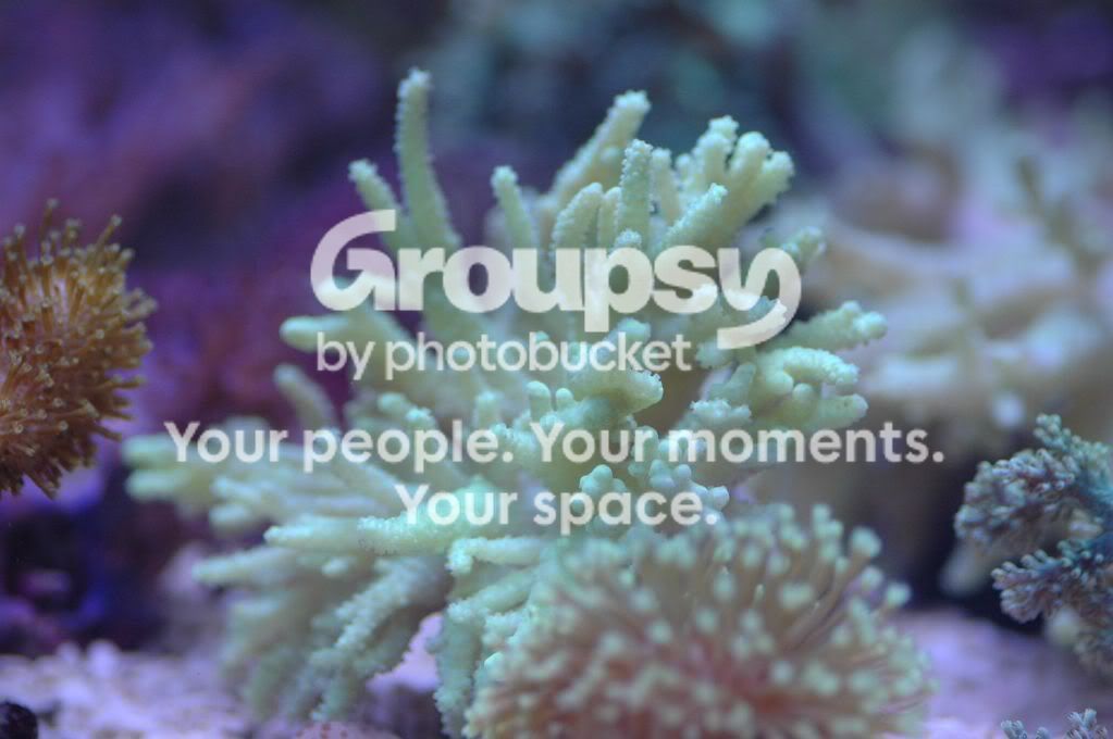 [TodoMarino.com] Coral, Coral, Coral....CORAL REEF - Avance llegada -