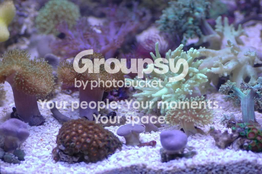 [TodoMarino.com] Coral, Coral, Coral....CORAL REEF - Avance llegada -