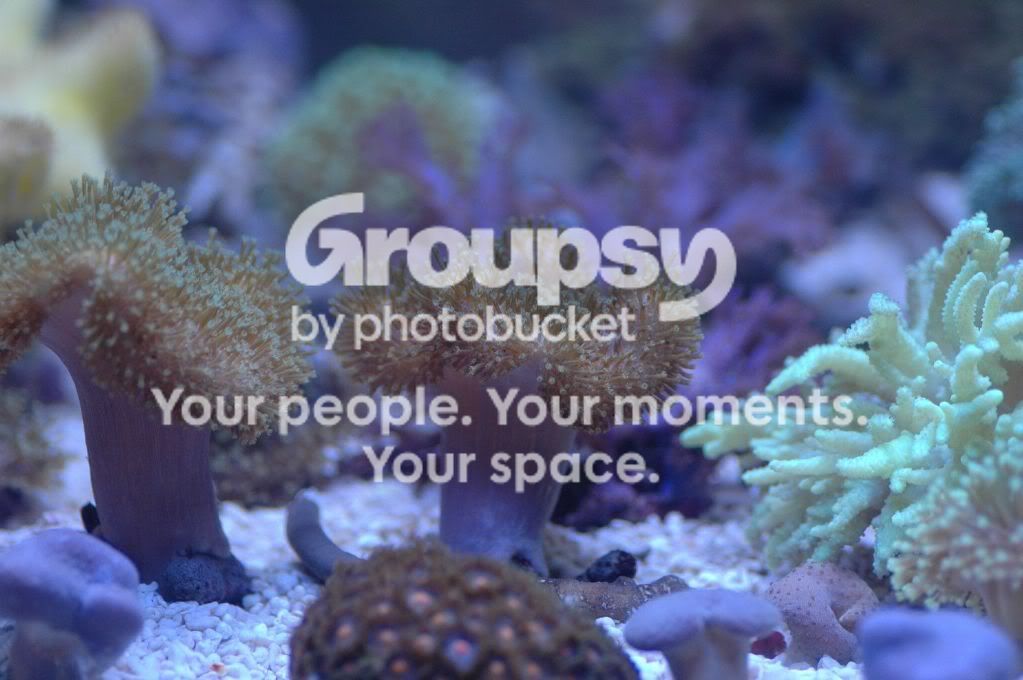 [TodoMarino.com] Coral, Coral, Coral....CORAL REEF - Avance llegada -