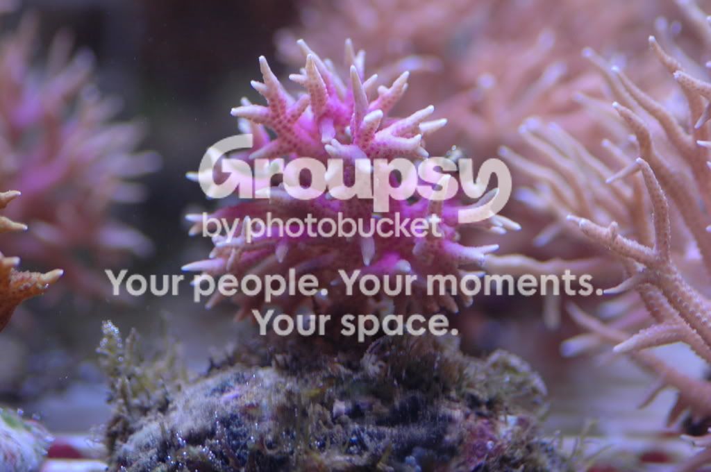 [TodoMarino.com] Coral, Coral, Coral....CORAL REEF - NUEVA Llegada CORAL -