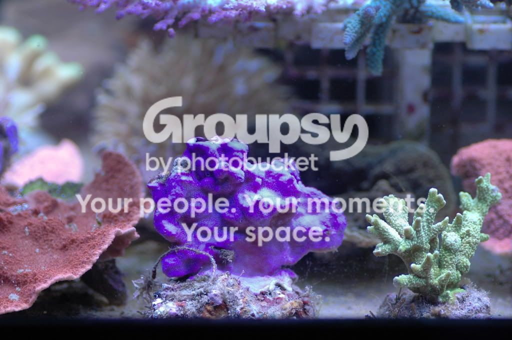 [TodoMarino.com] Coral, Coral, Coral....CORAL REEF - NUEVA Llegada CORAL -