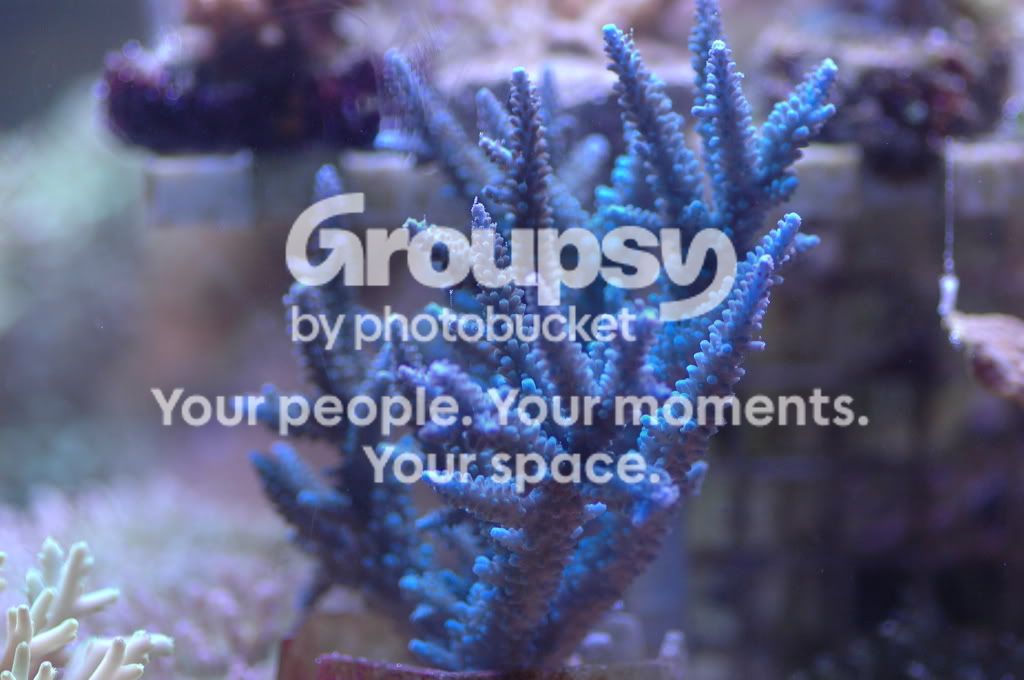 [TodoMarino.com] Coral, Coral, Coral....CORAL REEF - NUEVA Llegada CORAL -