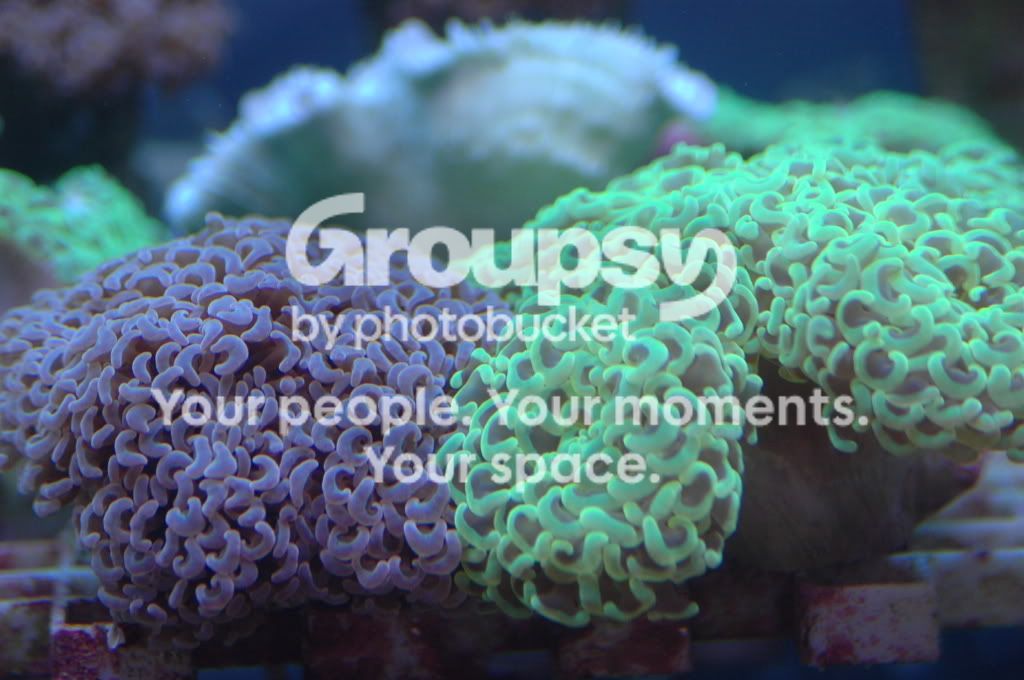 [TodoMarino.com] Coral, Coral, Coral....CORAL REEF - NUEVA Llegada CORAL -