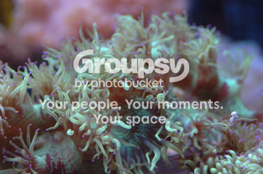 [TodoMarino.com] Coral, Coral, Coral....CORAL REEF - NUEVA Llegada CORAL -