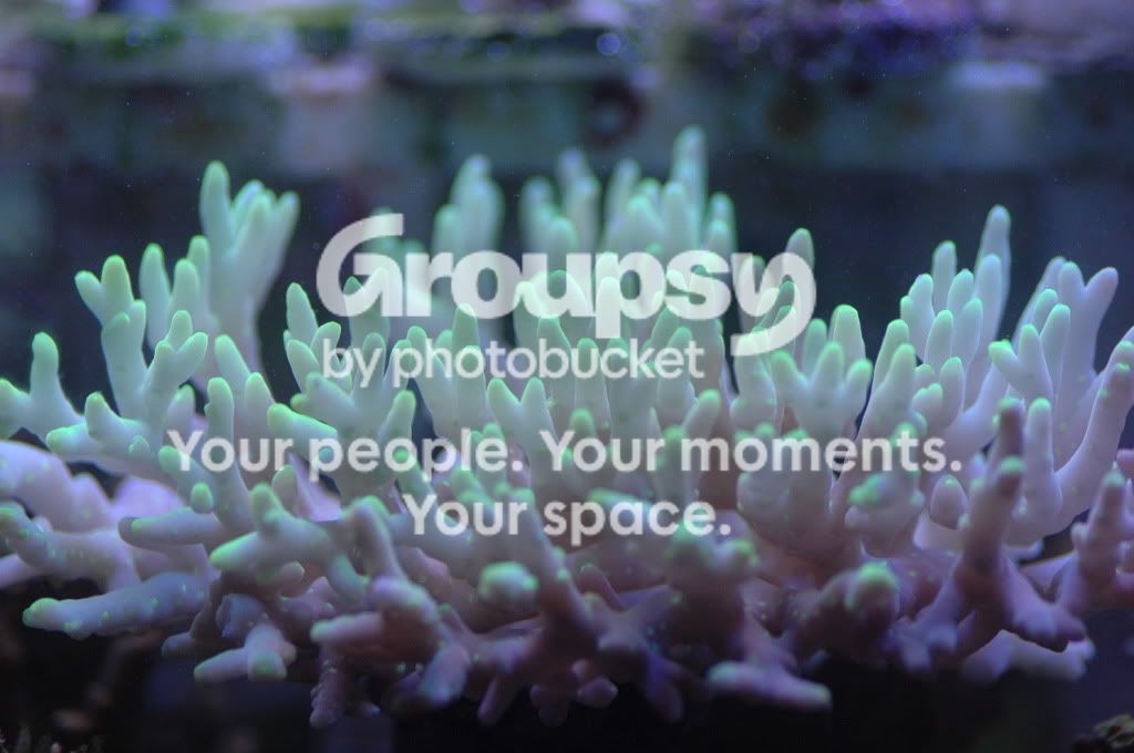 [TodoMarino.com] Coral, Coral, Coral....CORAL REEF - NUEVA Llegada CORAL -