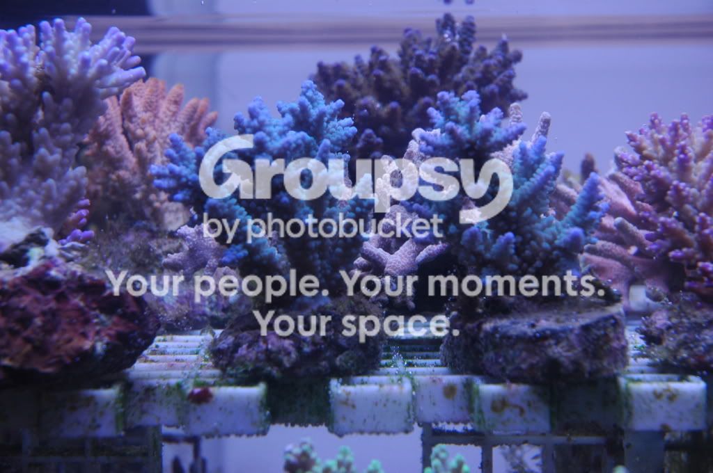 [TodoMarino.com] Coral, Coral, Coral....CORAL REEF - NUEVA Llegada CORAL -