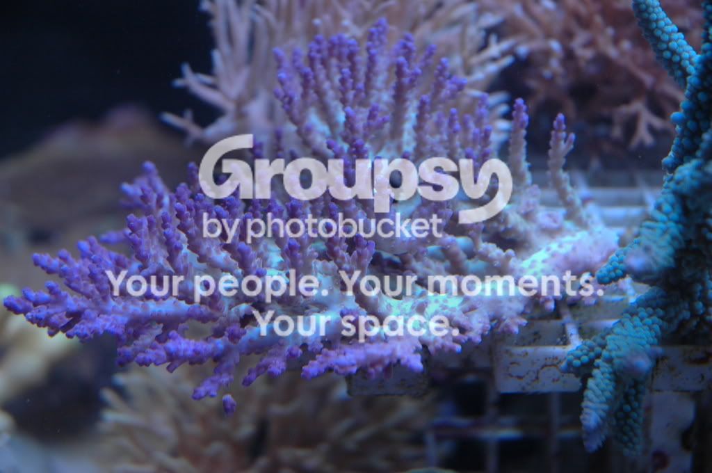 [TodoMarino.com] Coral, Coral, Coral....CORAL REEF - NUEVA Llegada CORAL -