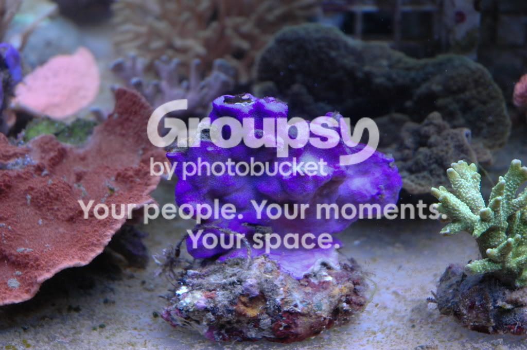 [TodoMarino.com] Coral, Coral, Coral....CORAL REEF - NUEVA Llegada CORAL -