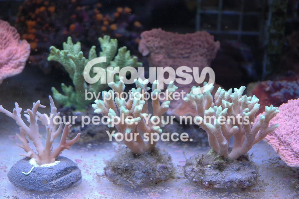 [TodoMarino.com] Coral, Coral, Coral....CORAL REEF - NUEVA Llegada CORAL -