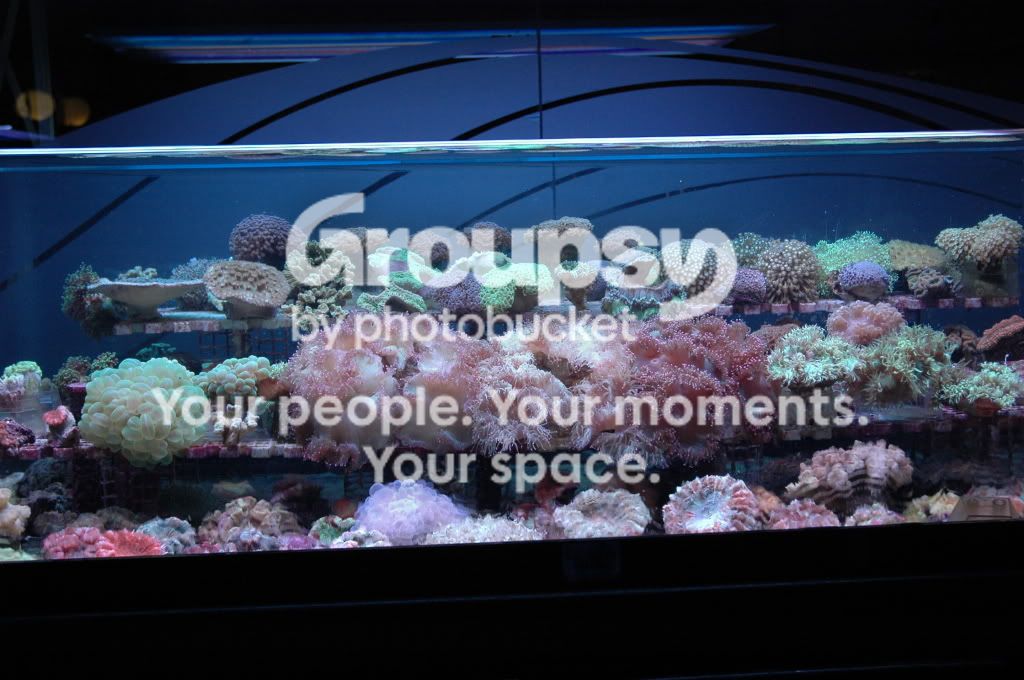 [TodoMarino.com] Coral, Coral, Coral....CORAL REEF - NUEVA Llegada CORAL -