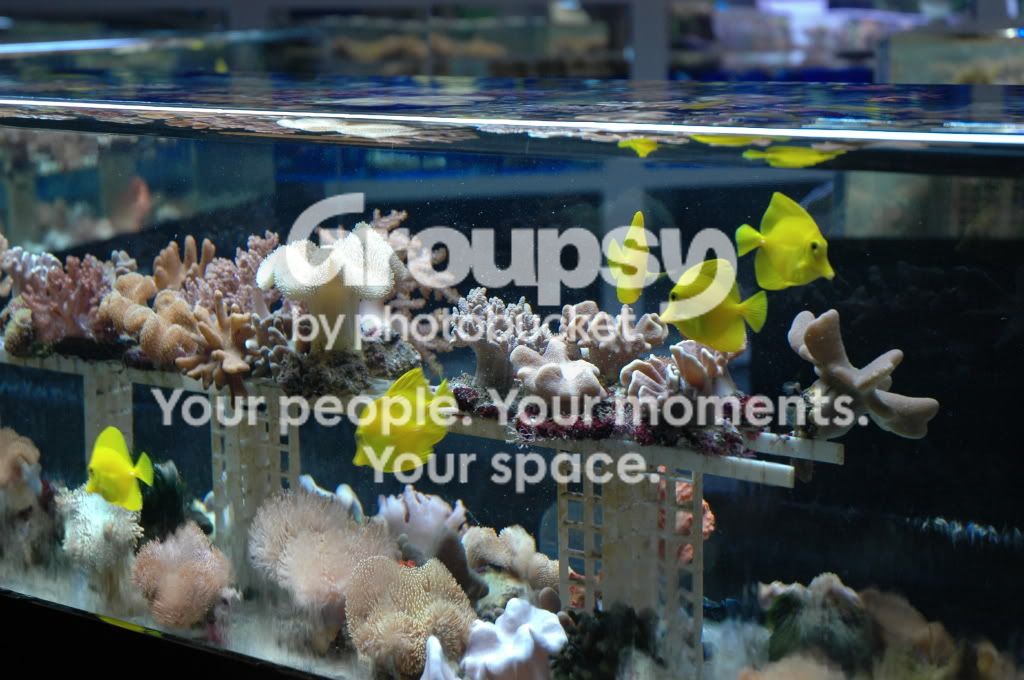 [TodoMarino.com] Coral, Coral, Coral...CORAL REEF - Nueva llegada de Corales & Peces -