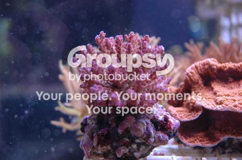 [TodoMarino.com] Coral, Coral, Coral...CORAL REEF - Nueva llegada de Corales & Peces -
