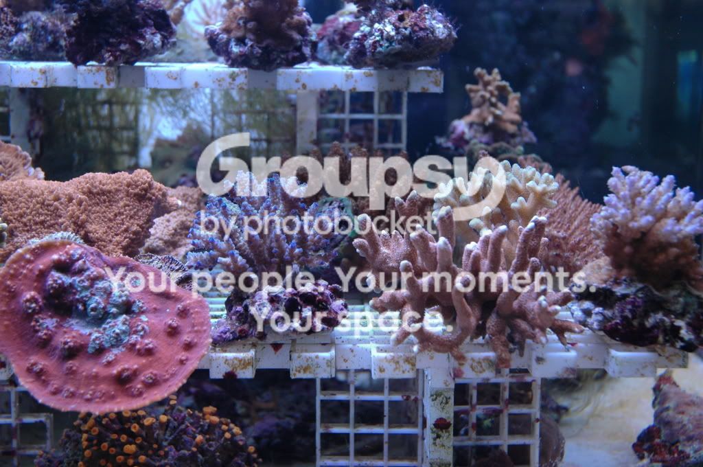 [TodoMarino.com] Coral, Coral, Coral...CORAL REEF - Nueva llegada de Corales & Peces -