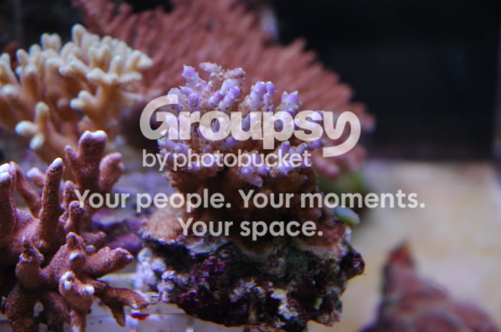 [TodoMarino.com] Coral, Coral, Coral...CORAL REEF - Nueva llegada de Corales & Peces -
