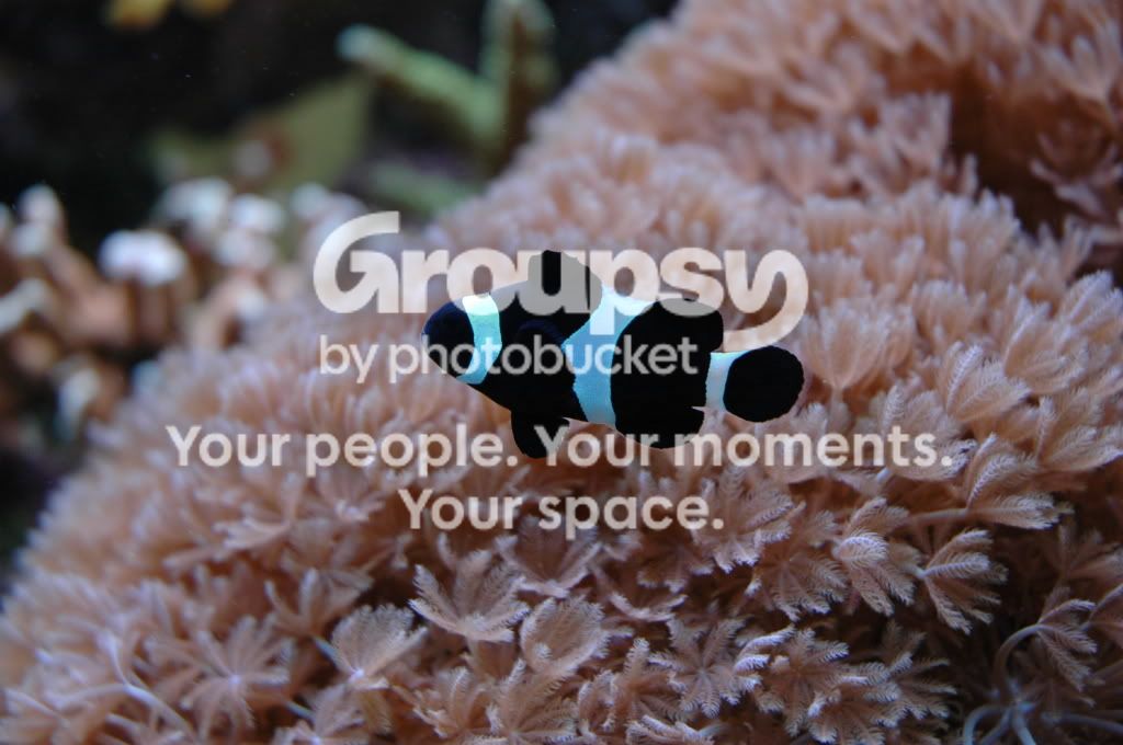 [TodoMarino.com] Coral, Coral, Coral...CORAL REEF - Nueva llegada de Corales & Peces -
