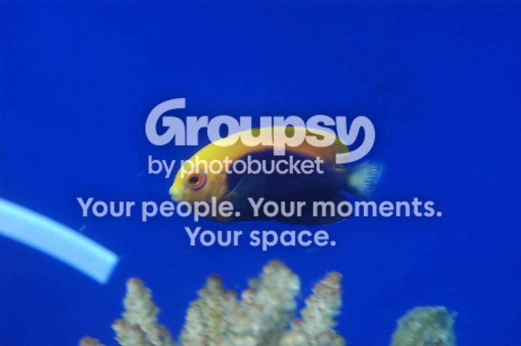 [TodoMarino.com] Coral, Coral, Coral...CORAL REEF - Nueva llegada de Corales & Peces -