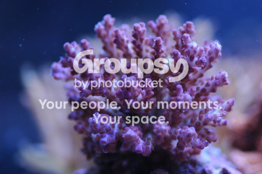 [TodoMarino.com] Coral, Coral, Coral...CORAL REEF - Nueva llegada de Corales & Peces -