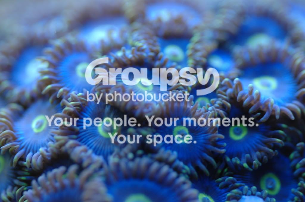 [TodoMarino.com] Coral, Coral, Coral....CORAL REEF - Zoanthus + Gorgonias + ....-
