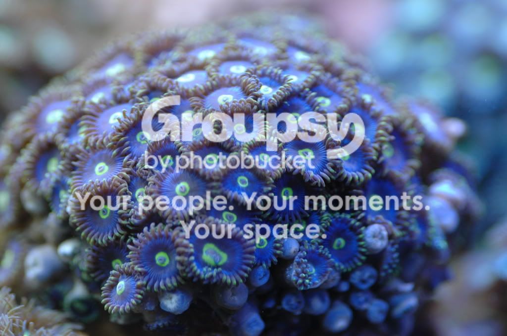 [TodoMarino.com] Coral, Coral, Coral....CORAL REEF - Zoanthus + Gorgonias + ....-