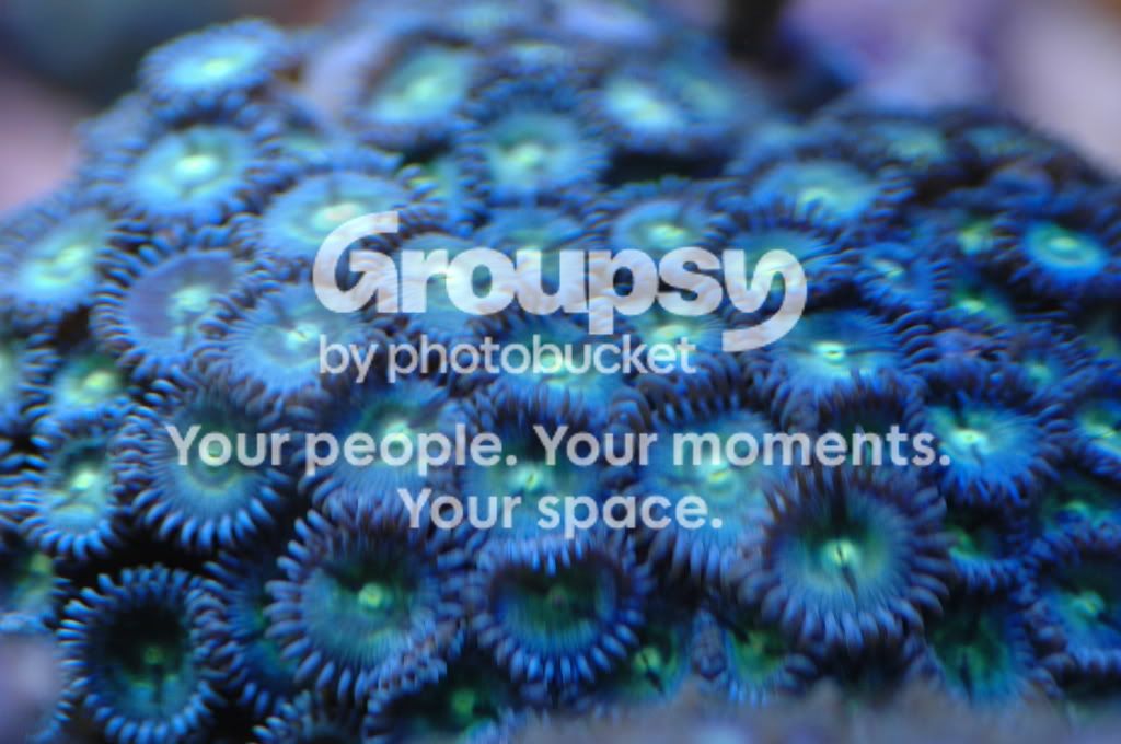 [TodoMarino.com] Coral, Coral, Coral....CORAL REEF - Zoanthus + Gorgonias + ....-