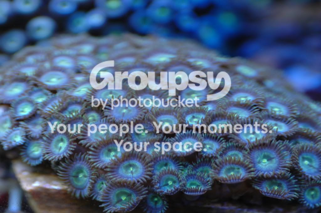 [TodoMarino.com] Coral, Coral, Coral....CORAL REEF - Zoanthus + Gorgonias + ....-
