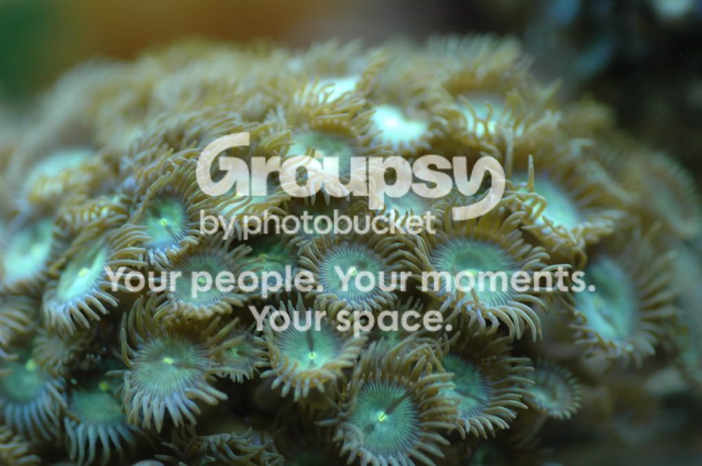 [TodoMarino.com] Coral, Coral, Coral....CORAL REEF - Zoanthus + Gorgonias + ....-