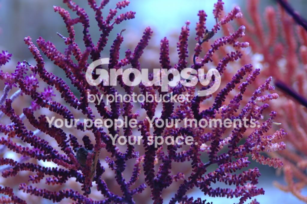 [TodoMarino.com] Coral, Coral, Coral....CORAL REEF - Zoanthus + Gorgonias + ....-