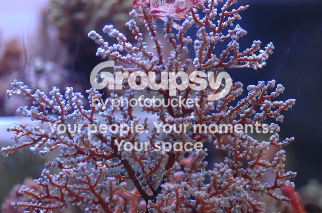 [TodoMarino.com] Coral, Coral, Coral....CORAL REEF - Zoanthus + Gorgonias + ....-