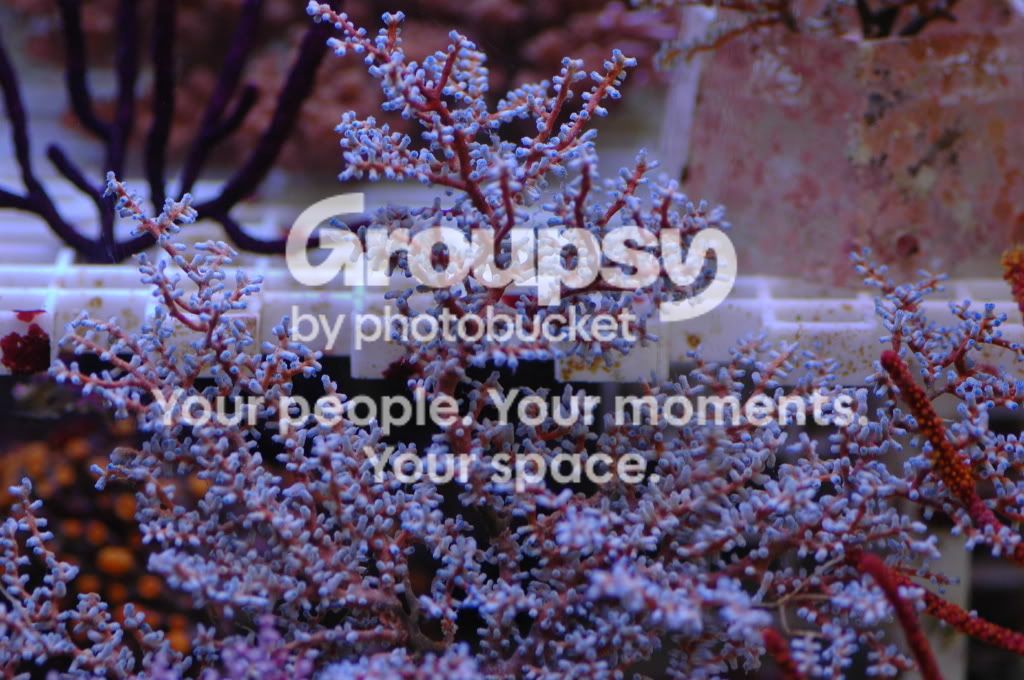 [TodoMarino.com] Coral, Coral, Coral....CORAL REEF - Zoanthus + Gorgonias + ....-