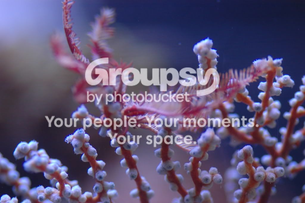 [TodoMarino.com] Coral, Coral, Coral....CORAL REEF - Zoanthus + Gorgonias + ....-