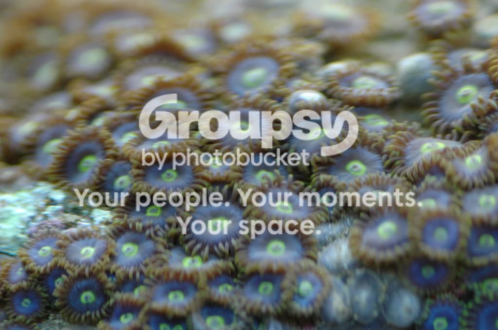 [TodoMarino.com] Coral, Coral, Coral....CORAL REEF - Zoanthus + Gorgonias + ....-
