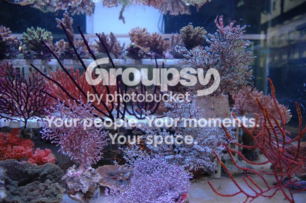 [TodoMarino.com] Coral, Coral, Coral....CORAL REEF - Zoanthus + Gorgonias + ....-