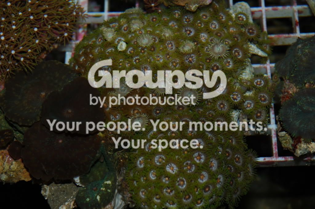 [TodoMarino.com] Coral, Coral, Coral....CORAL REEF - Zoanthus + Gorgonias + ....-