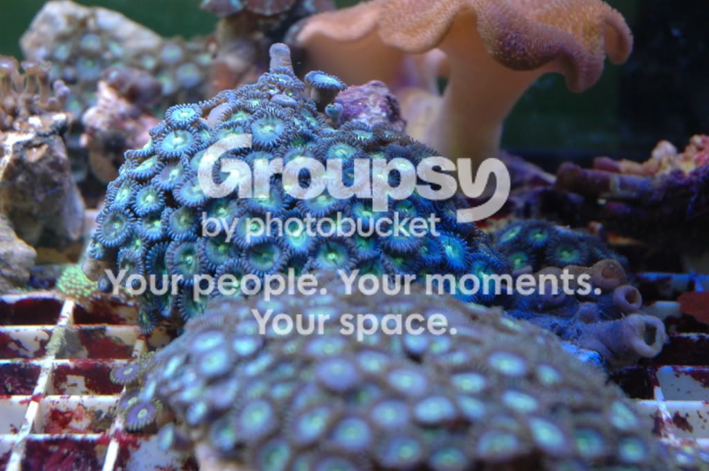 [TodoMarino.com] Coral, Coral, Coral....CORAL REEF - Zoanthus + Gorgonias + ....-