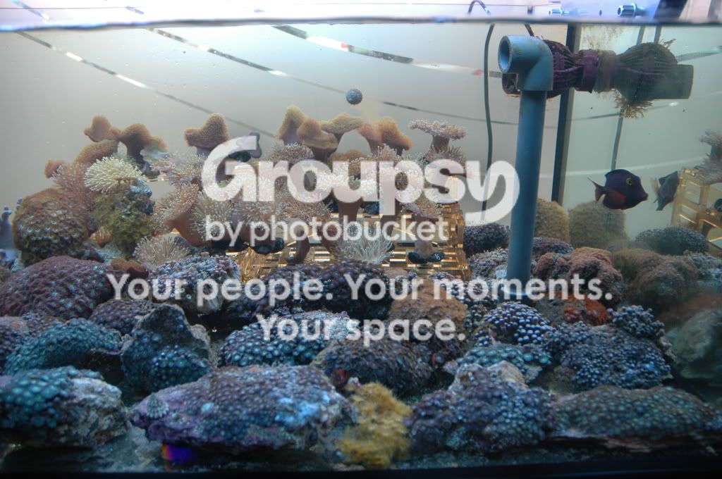 [TodoMarino.com] Coral, Coral, Coral....CORAL REEF - Zoanthus + Gorgonias + ....-